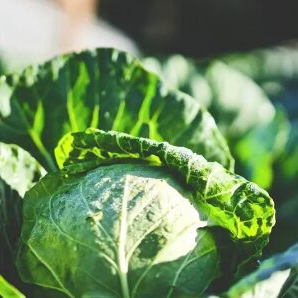 Cabbage Soup